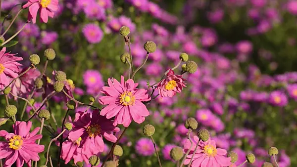 500149 - Japanese anemone (Anemone hupehensis var. japonica 'Bressingham Glow')