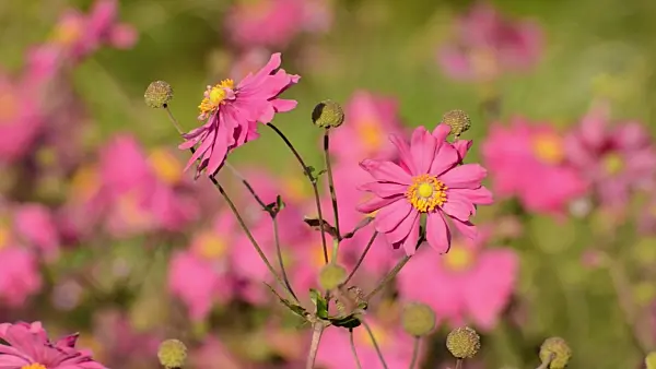 500150 - Japanese anemone (Anemone hupehensis var. japonica 'Bressingham Glow')