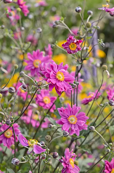 535030 - Japanese anemone (Anemone hupehensis var. japonica 'Bressingham Glow')