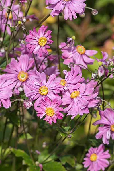 675010 - Japanese anemone (Anemone hupehensis var. japonica 'Bressingham Glow')