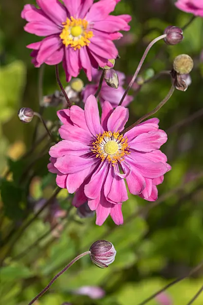 675011 - Japanese anemone (Anemone hupehensis var. japonica 'Bressingham Glow')
