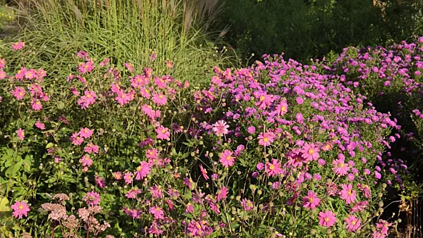 500148 - Japanese anemone (Anemone hupehensis var. japonica 'Bressingham Glow') and asters (Aster)