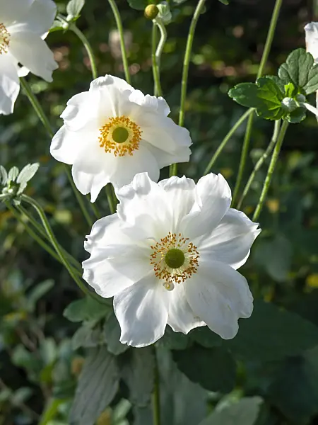 452208 - Japanese anemone (Anemone hupehensis var. japonica 'Elegans')