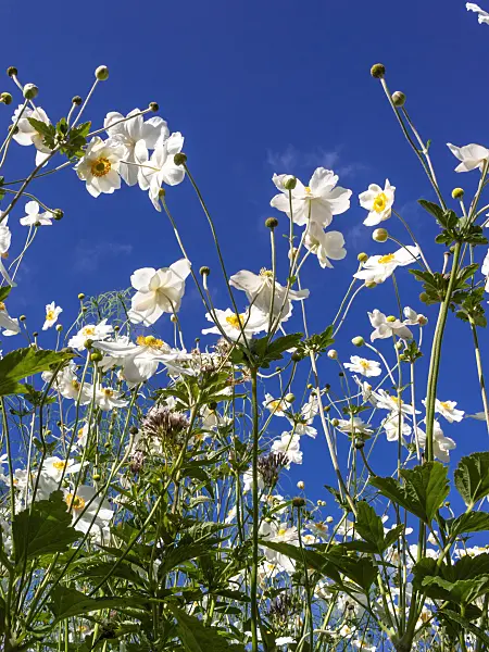 417036 - Japanese anemone (Anemone hupehensis var. japonica 'Honorine Jobert')