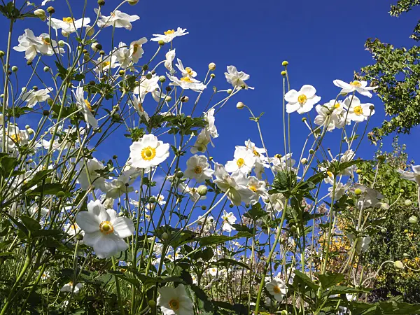 417037 - Japanese anemone (Anemone hupehensis var. japonica 'Honorine Jobert')
