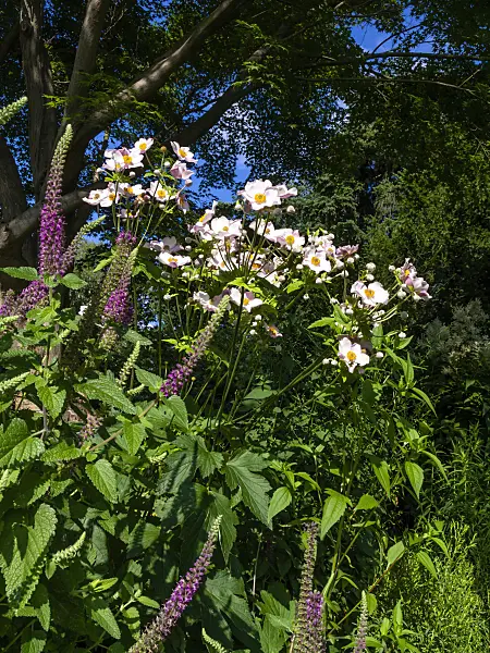 427229 - Japanese anemone (Anemone hupehensis var. japonica 'Honorine Jobert')