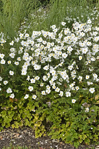 489054 - Japanese anemone (Anemone hupehensis var. japonica 'Honorine Jobert')