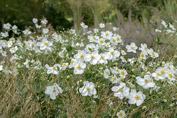 575017 - Japanese anemone (Anemone hupehensis var. japonica 'Honorine Jobert')