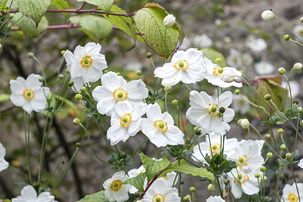 651067 - Japanese anemone (Anemone hupehensis var. japonica 'Honorine Jobert')
