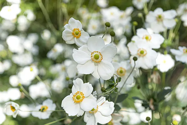 651068 - Japanese anemone (Anemone hupehensis var. japonica 'Honorine Jobert')