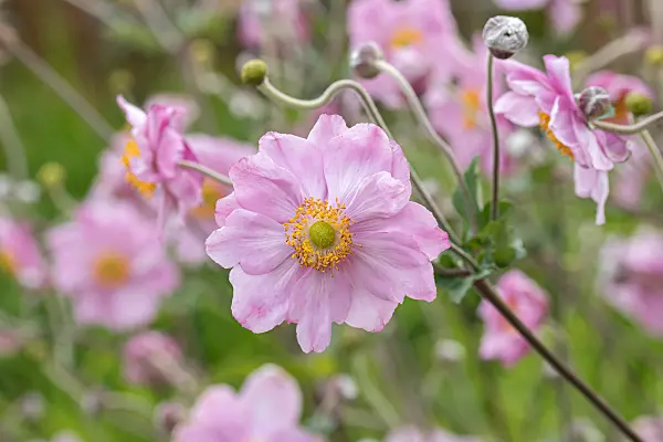 675013 - Japanese anemone (Anemone hupehensis var. japonica 'Königin Charlotte')