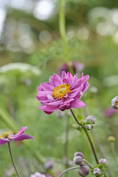 487174 - Japanese anemone (Anemone hupehensis var. japonica 'Pamina')