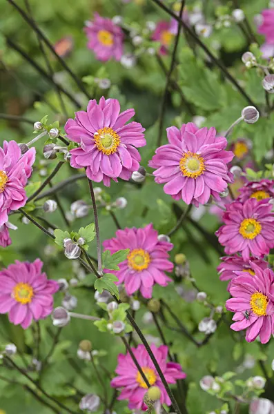 499030 - Japanese anemone (Anemone hupehensis var. japonica 'Pamina')