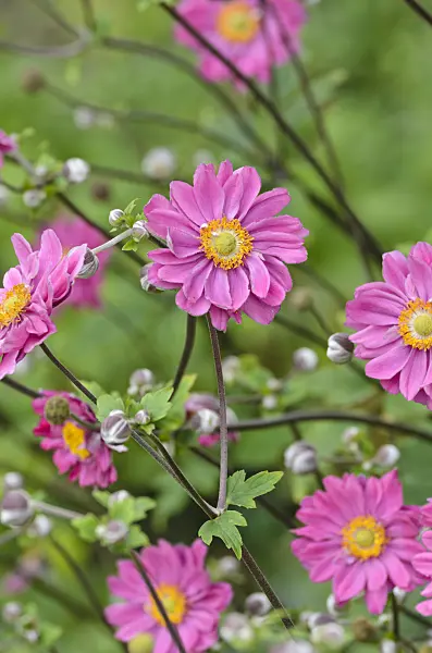 499031 - Japanese anemone (Anemone hupehensis var. japonica 'Pamina')