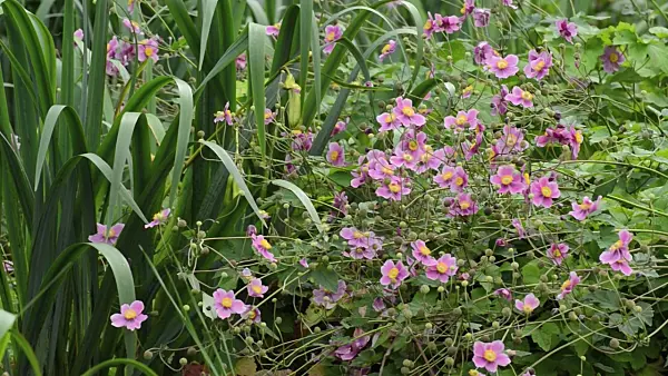 500053 - Japanese anemone (Anemone hupehensis var. japonica 'Pamina')