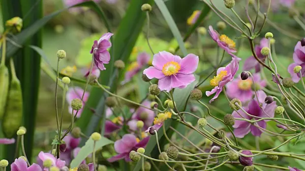 500054 - Japanese anemone (Anemone hupehensis var. japonica 'Pamina')