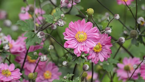 512080 - Japanese anemone (Anemone hupehensis var. japonica 'Pamina')