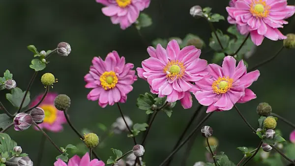 512081 - Japanese anemone (Anemone hupehensis var. japonica 'Pamina')