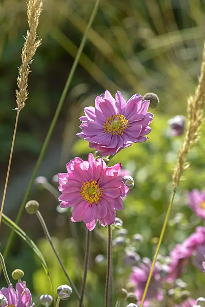 575018 - Japanese anemone (Anemone hupehensis var. japonica 'Pamina')