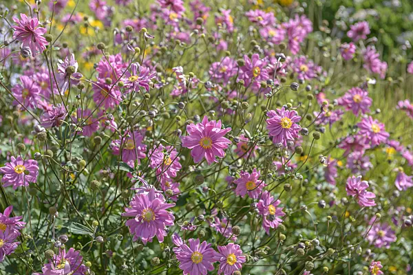 575019 - Japanese anemone (Anemone hupehensis var. japonica 'Pamina')