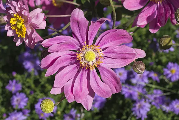 597018 - Japanese anemone (Anemone hupehensis var. japonica 'Pamina')