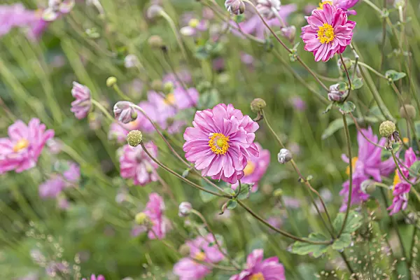 651069 - Japanese anemone (Anemone hupehensis var. japonica 'Pamina')