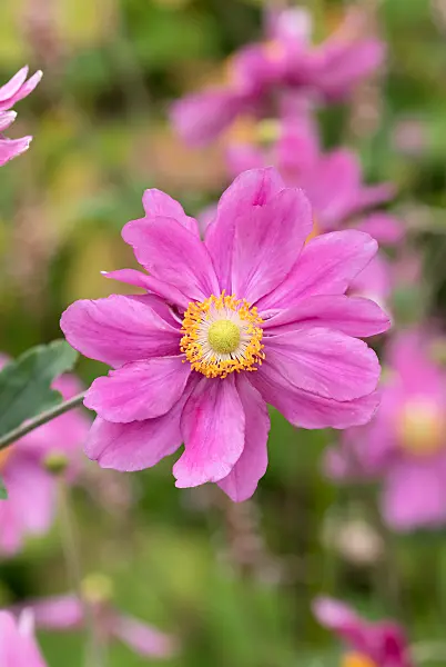 675014 - Japanese anemone (Anemone hupehensis var. japonica 'Pamina')