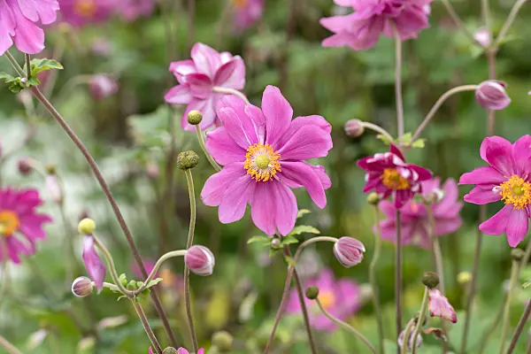 675015 - Japanese anemone (Anemone hupehensis var. japonica 'Pamina')