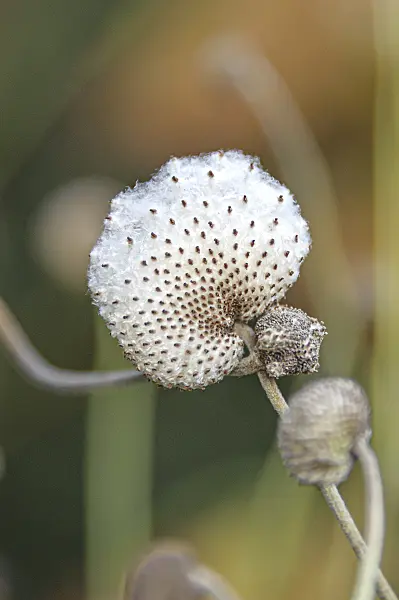 651057 - Japanese anemone (Anemone hupehensis var. japonica 'Praecox')