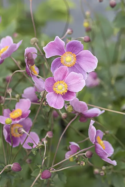 651058 - Japanese anemone (Anemone hupehensis var. japonica 'Praecox')