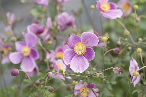 651059 - Japanese anemone (Anemone hupehensis var. japonica 'Praecox')