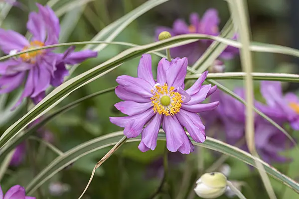 651060 - Japanese anemone (Anemone hupehensis var. japonica 'Prinz Heinrich')