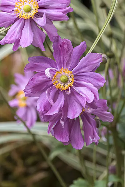 651061 - Japanese anemone (Anemone hupehensis var. japonica 'Prinz Heinrich')