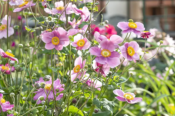 616360 - Japanese anemone (Anemone hupehensis var. japonica 'Splendens')