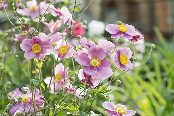651063 - Japanese anemone (Anemone hupehensis var. japonica 'Splendens')