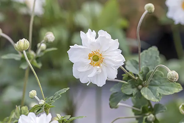 651071 - Japanese anemone (Anemone hupehensis var. japonica 'Whirlwind')