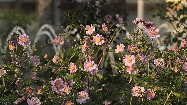510156 - Japanese anemone (Anemone hupehensis var. japonica) with fountains in an oriental garden