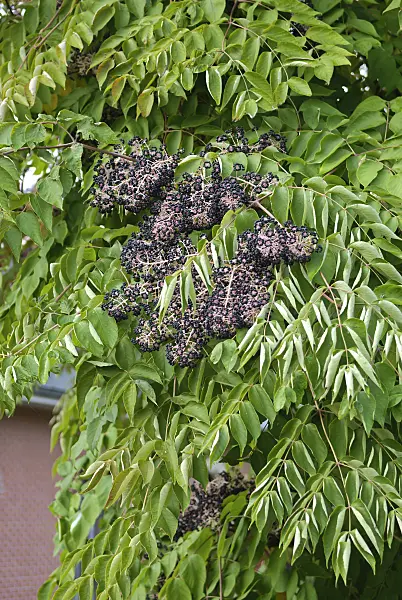 517143 - Japanese angelica tree (Aralia elata)