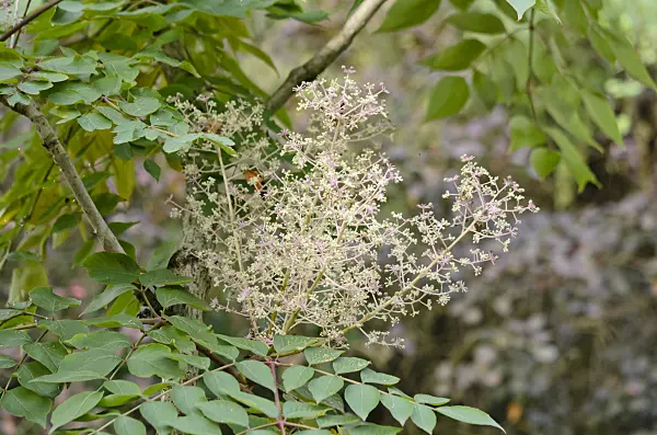 525033 - Japanese angelica tree (Aralia elata)