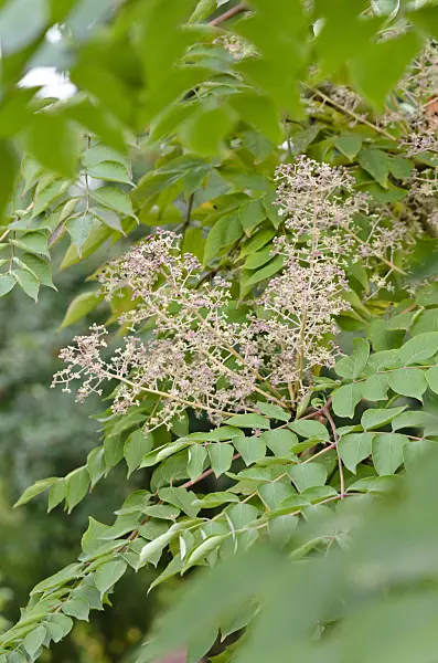 525034 - Japanese angelica tree (Aralia elata)