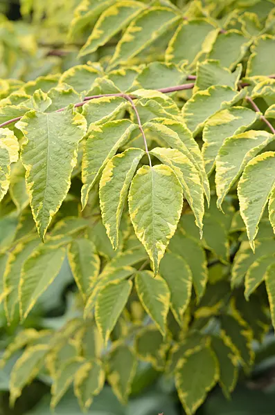 533311 - Japanese angelica tree (Aralia elata 'Aureovariegata')