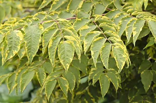 533312 - Japanese angelica tree (Aralia elata 'Aureovariegata')