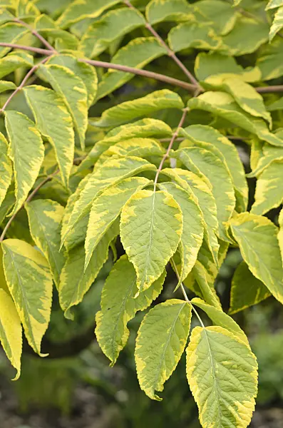 533313 - Japanese angelica tree (Aralia elata 'Aureovariegata')
