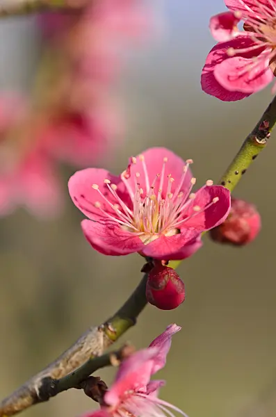 530023 - Japanese apricot (Prunus mume)