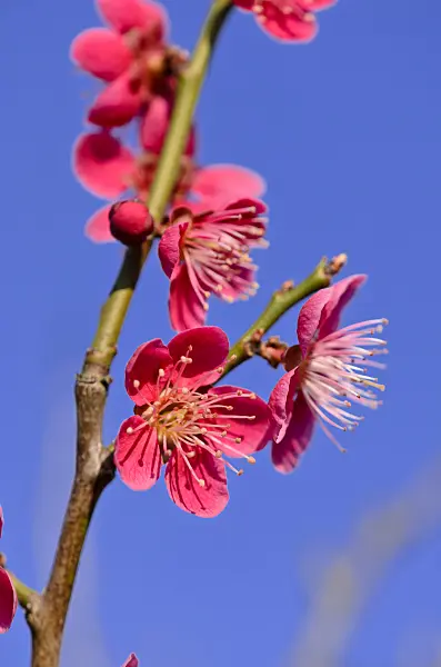 530024 - Japanese apricot (Prunus mume)