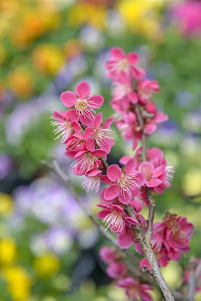 558190 - Japanese apricot (Prunus mume 'Beni-chi-dori’)