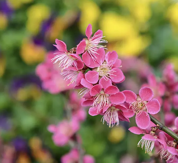 558191 - Japanese apricot (Prunus mume 'Beni-chi-dori’)