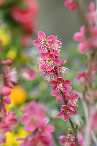 575246 - Japanese apricot (Prunus mume 'Beni-chi-dori’)