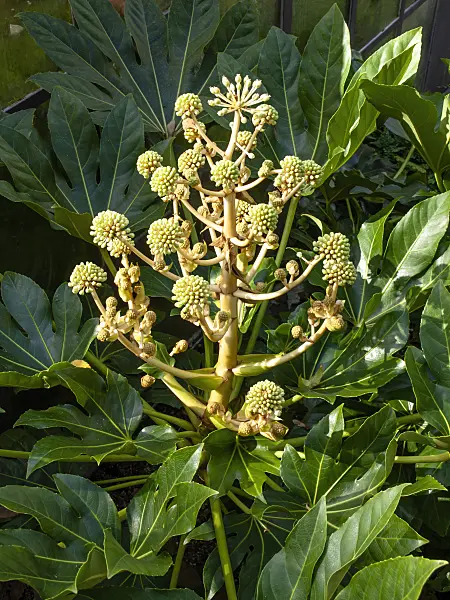 453146 - Japanese aralia (Fatsia japonica)