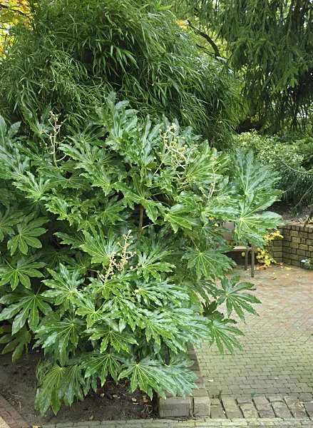 517176 - Japanese aralia (Fatsia japonica)